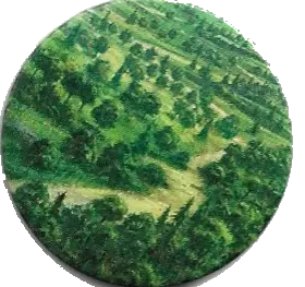 Wald